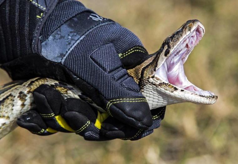 Python incentive and education specialist Robert Edman demonstrates how to catch a python at an event promoting the Florida Python Challenge on December 5, 2019.