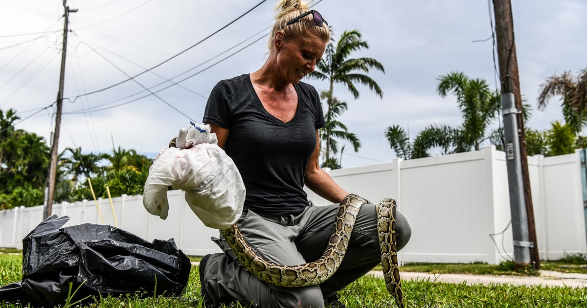 Pythons eat alligators and everything else in Florida.  Snake hunters are ready to help.