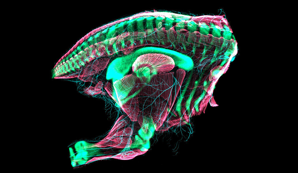 The developing bird pelvis crosses the ancestral conditions of the dinosaurs