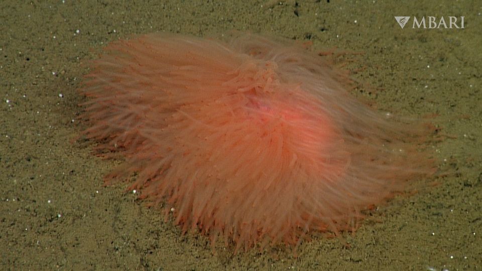 An image of the unnamed spaghetti worm from the newly released MBARI video.