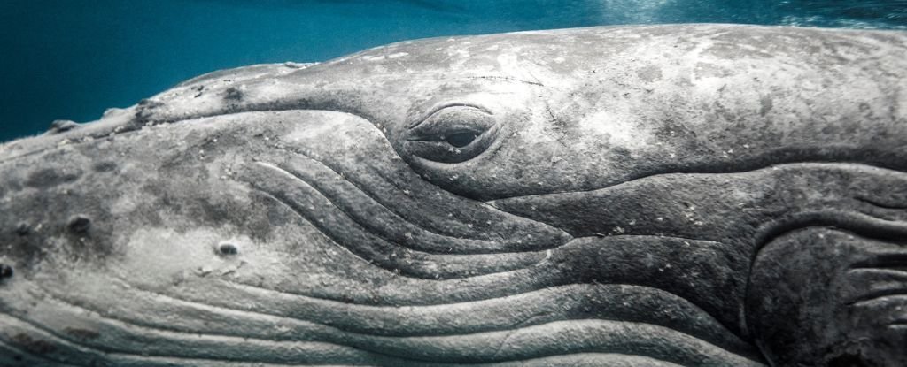 An ancient creature that could see in the dark hides in the eyes of whales