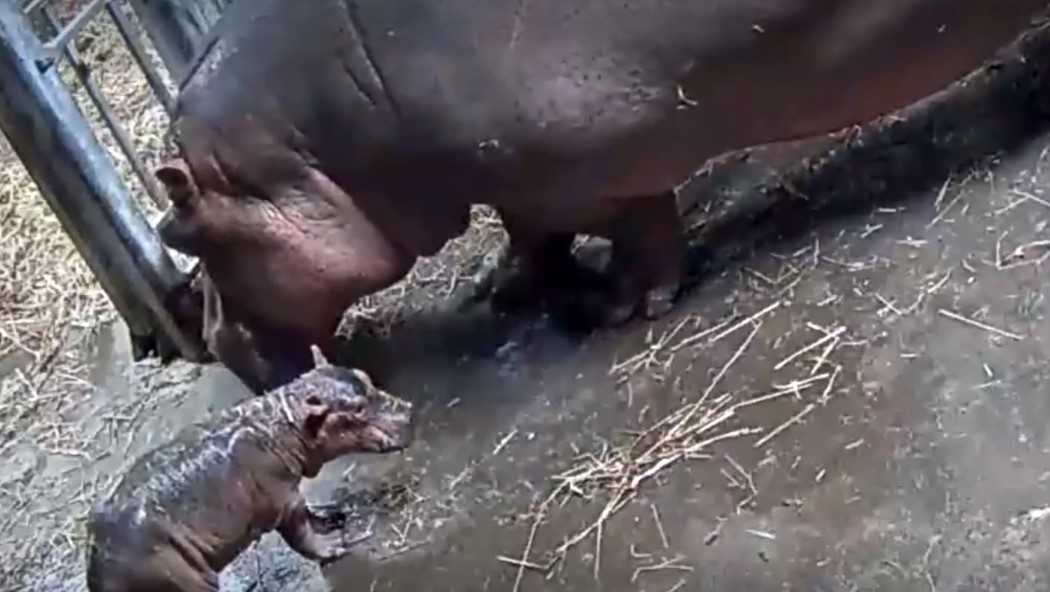 Fiona is a big sister: Cincinnati Zoo hippo Bibi gives birth to second baby hippo