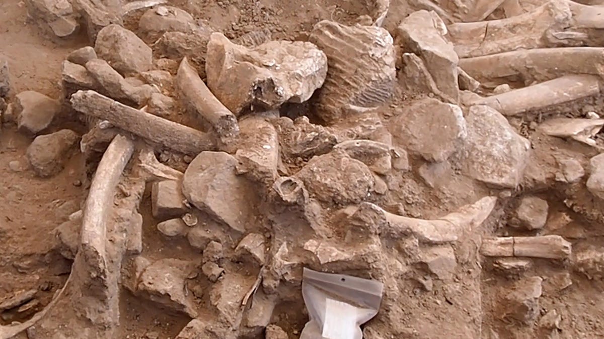 Mammoth bones apparently slaughtered by humans discovered in New Mexico